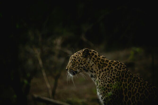 3 Day Private Tour of Gir Forest to Meet the Asiatic Lion - Who Should Consider This Tour?