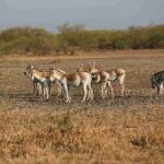 3 day private tour of Rann of Kutch from Ahmedabad - Final Thoughts