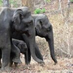 3-Day Wayanad Tour from Bangalore - A Deep Dive into the Wayanad Experience