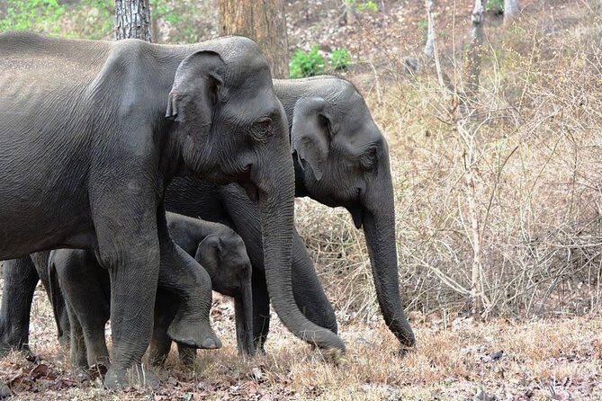 3-Day Wayanad Tour from Bangalore - A Deep Dive into the Wayanad Experience