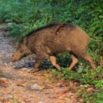 3 Days Jungle Safari in Chitwan National Park - Who Is This Tour Best Suited For?