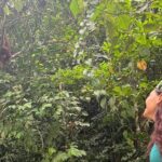 3 Days Orangutan Sumatra Jungle Trekking with Rafting - Final Thoughts