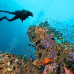 3 Fun dives in Phi Phi islands for Certified Divers - An In-Depth Look at the Tour Experience