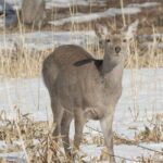 3 hours Snowshoe hike to "Furepe fall" and Wildlife Watching - Authenticity and Value: Why This Tour Stands Out