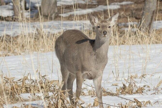 3 hours Snowshoe hike to "Furepe fall" and Wildlife Watching - Authenticity and Value: Why This Tour Stands Out