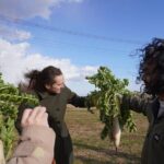 3 Hours Vegetables Harvest Activity Nearby Tokyo - Why Is This Experience Valuable?