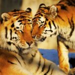 4 Day Golden Triangle Tour With Ranthambore Tiger Safari India - Why This Tour Offers Great Value