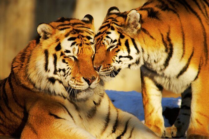 4 Day Golden Triangle Tour With Ranthambore Tiger Safari India - Why This Tour Offers Great Value