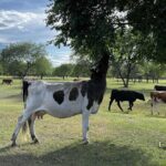 4 Day Nomadic Life Experience In Northern Mongolian - Authentic Moments and Practical Tips