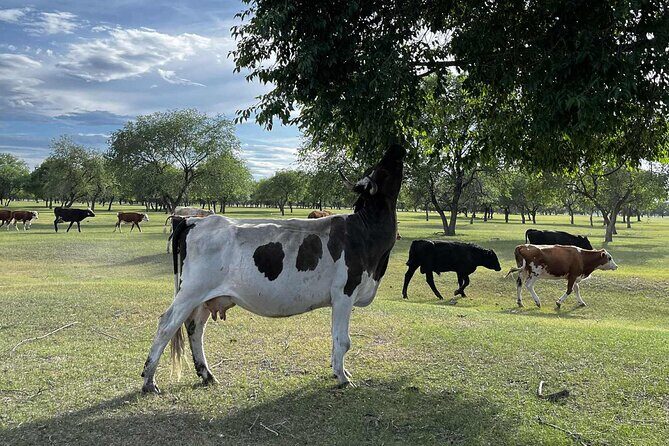 4 Day Nomadic Life Experience In Northern Mongolian - Authentic Moments and Practical Tips