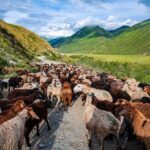 4 Days Issyk Kul & Chon Kemin: Horse Riding and Nomadic Yurt Stay - The Practical Side: Transportation, Food, and Group Dynamics