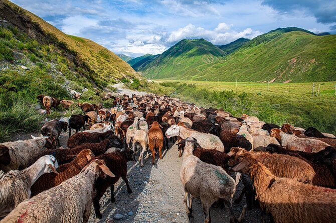 4 Days Issyk Kul & Chon Kemin: Horse Riding and Nomadic Yurt Stay - The Practical Side: Transportation, Food, and Group Dynamics