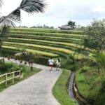 4-Hour Private Tour in Jatiluwih Terraces and Butterfly Park - Transportation and Practical Details