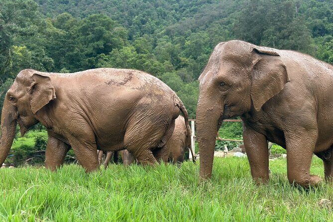 4 in 1 Elephants Long Neck Rafting and Sticky Waterfall Tour - What Do Travelers Love Most?