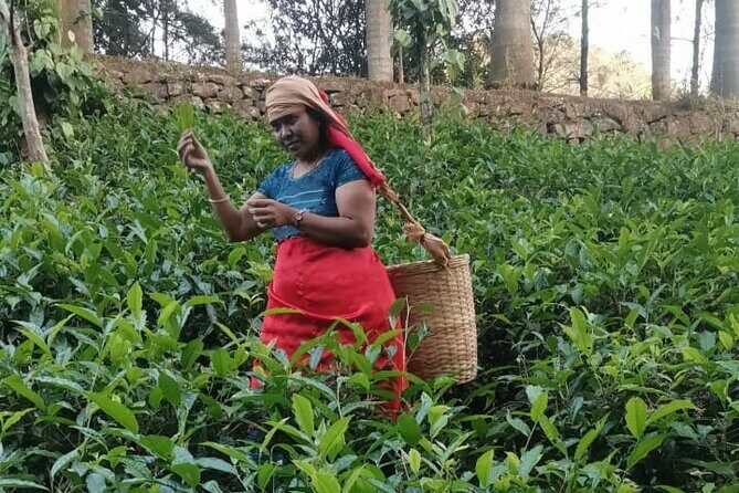 5 Days Kerala Luxury Tour Hills Beaches Houseboat and Heritage - Final Thoughts