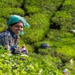 5 Days Kerala Tour with Private Car Houseboat Munnar and Thekkady - FAQs