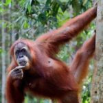 5 Days North Sumatera Adventure : Bukit Lawang & Mount Sibayak - Transportation & Logistics