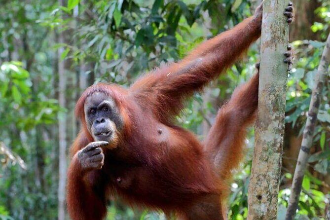 5 Days North Sumatera Adventure : Bukit Lawang & Mount Sibayak - Transportation & Logistics