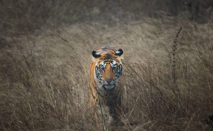 5-Days Private Luxury Golden Triangle Tour Agra Jaipur Delhi - Exploring the Delhi, Agra, and Jaipur Experience