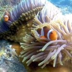 5 Hours Bali Blue Lagoon Snorkeling Tour Including Tanjung Jepun - Who Should Book This Tour?