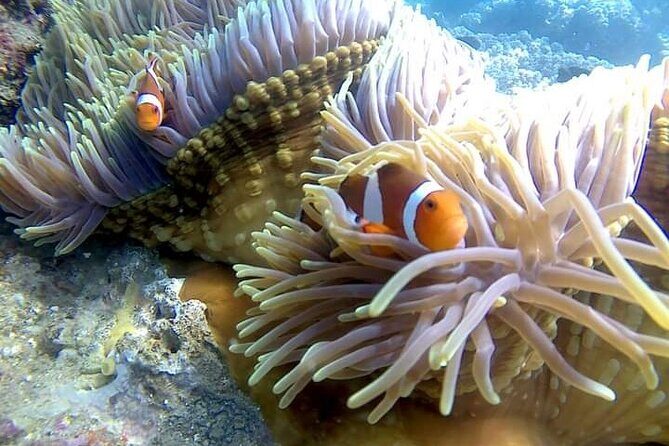 5 Hours Bali Blue Lagoon Snorkeling Tour Including Tanjung Jepun - Who Should Book This Tour?