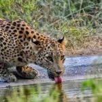 5Night 6Day Private Golden Triangle Tour With Jhalana Safari - The Experience: What Travelers Really Think