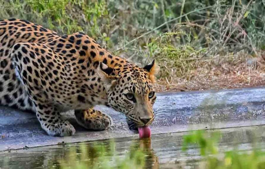 5Night 6Day Private Golden Triangle Tour With Jhalana Safari - The Experience: What Travelers Really Think