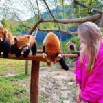 6-Day Chengdu Free Tour with Accommodation and Airport Transfer - Why Choose This Tour?