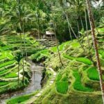 6 Days Best Of Bali And Nusa Penida All Inclusive Private Tour - Why This Tour Works for You