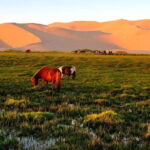 6 Days Color of Gobi Desert - Practical Considerations and Value
