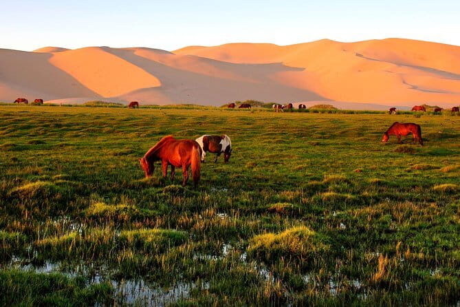 6 Days Color of Gobi Desert - Practical Considerations and Value