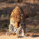 6-Days Private Luxury Golden Triangle Tour with Jhalana Safari - Practicalities and Value