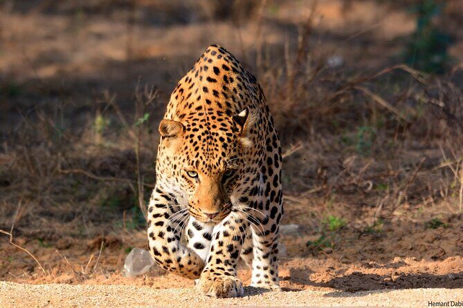 6-Days Private Luxury Golden Triangle Tour with Jhalana Safari - Practicalities and Value