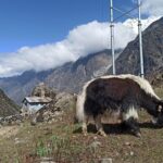 7 Days Langtang Valley Trek from Kathmandu - The Experience and Its Value