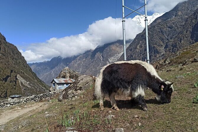 7 Days Langtang Valley Trek from Kathmandu - The Experience and Its Value