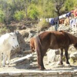 7 Days Tour on Poon Hill Trek and Chitwan Jungle Safari - Starting in Pokhara and Trekking to Ghandruk