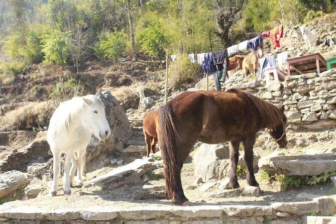 7 Days Tour on Poon Hill Trek and Chitwan Jungle Safari - Starting in Pokhara and Trekking to Ghandruk