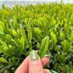 7 Hours Private Guided Tour Uji and Wazuka Matcha Farm - Who Should Consider This Tour?