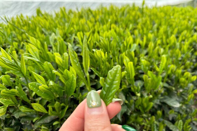 7 Hours Private Guided Tour Uji and Wazuka Matcha Farm - Who Should Consider This Tour?