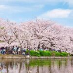 9 Day Best of Japan Cherry Blossom Small Group Tour 2026 - Who Will Love This Tour?