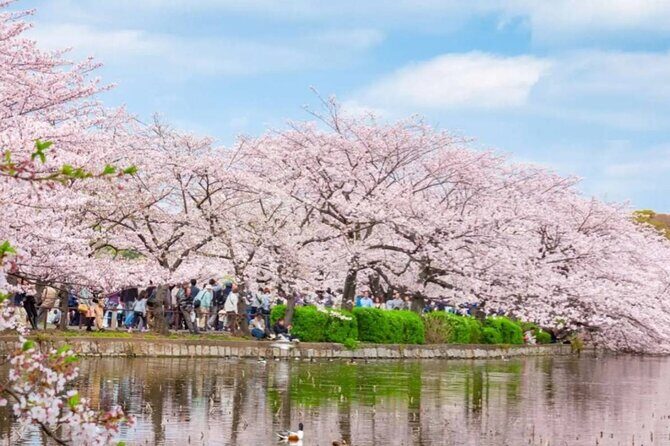 9 Day Best of Japan Cherry Blossom Small Group Tour 2026 - Who Will Love This Tour?