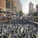 A Symphony of Seven Islands - Discover Mumbai's story in One Day - FAQ