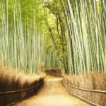 A trip to Kyoto and Osaka in one day - Final Thoughts