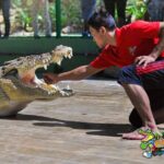 Adventure Combo - A Detailed Look at the Crocodile Adventureland Tour