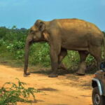 Ahangama: Udawalawe National Park Safari with Hotel Pickup - Who Is This Tour Best For?