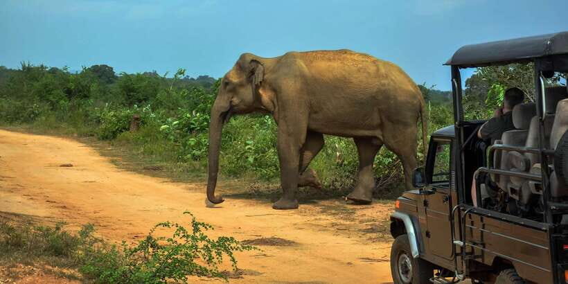 Ahangama: Udawalawe National Park Safari with Hotel Pickup - Who Is This Tour Best For?