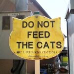 Ainoshima Cat Island Day Trip from Fukuoka - Final Thoughts