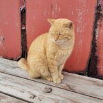 Ainoshima Island Private Cat Tour with Ferry Ride - Final Thoughts