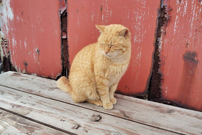 Ainoshima Island Private Cat Tour with Ferry Ride - Final Thoughts