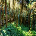 Alishan 2Day Shared Tour from Taipei - What’s Included, and What’s Not